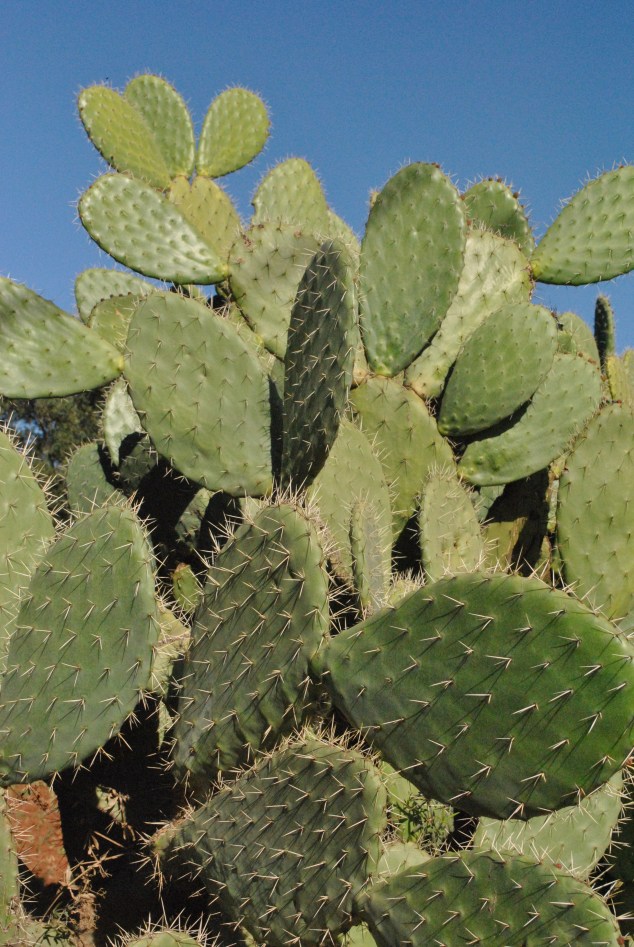 cactus in morocco